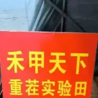 禾甲天下微生物菌肥实验田