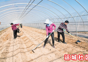 闻喜县岳兵蔬菜种植专业合作社蔬菜种植让村民稳产增收
