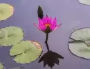 如梦令·睡莲_诗_王中秋
