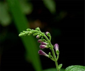 芮城中条黄芩猫耳山药坪天然条芩