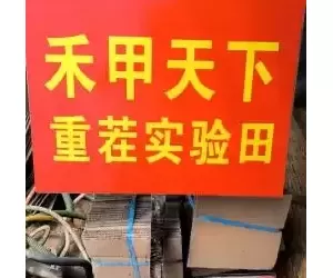 禾甲天下微生物菌肥实验田
