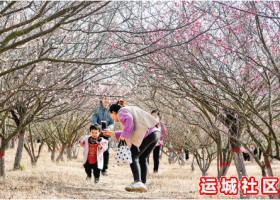 市民在垣曲县舜乡城郊森林公园观赏梅花