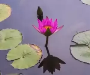 如梦令·睡莲_诗_王中秋