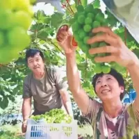 阳光玫瑰映丰收，十年匠心拓市场