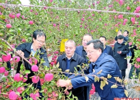 运城市政协委员观摩调研三县（区）果业高质量转型发展成效