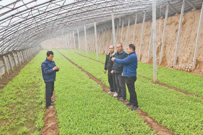 邱村口福蔬菜种植专业合作社吸纳6个村庄130户种菜能手