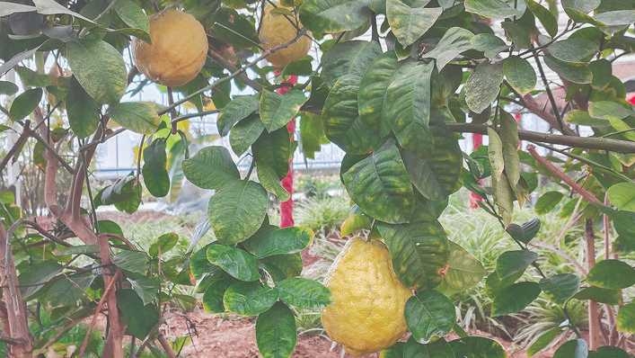 盐湖高新区福沐园热带植物园里长出3颗硕大的柚子