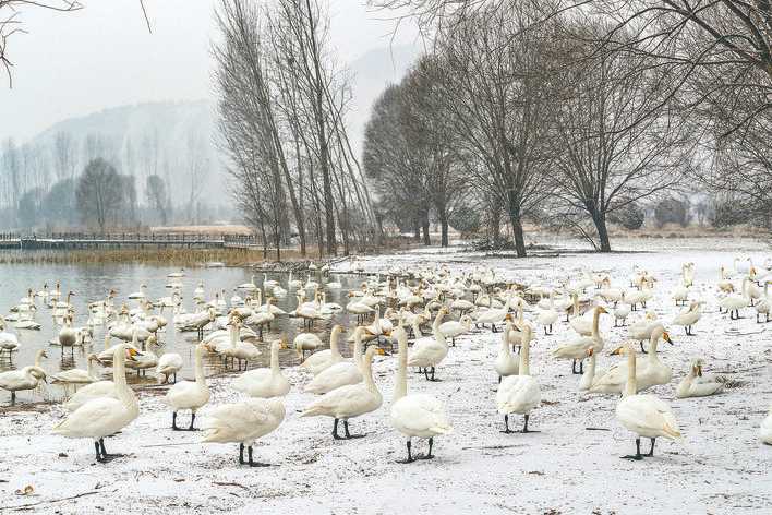 首场降雪使三湾黄河湿地白天鹅和去年相比推迟一周左右迁徙