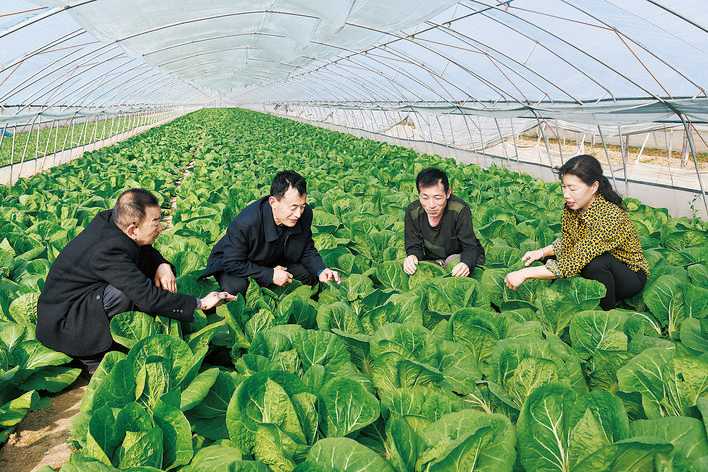 桐城镇下邱村栽植500亩大白菜试种成功