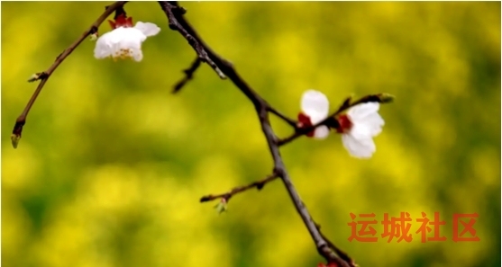 油菜花飘