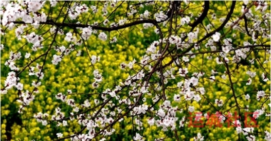 油菜花飘