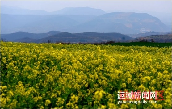 油菜花飘