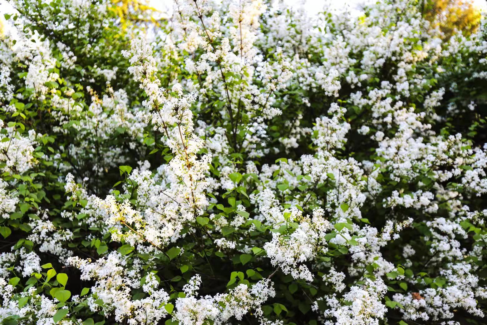 温公祠丁香花