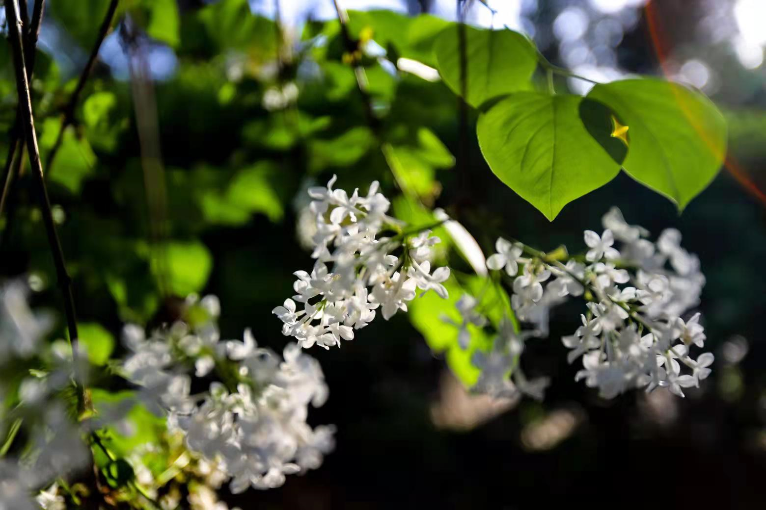 温公祠丁香花