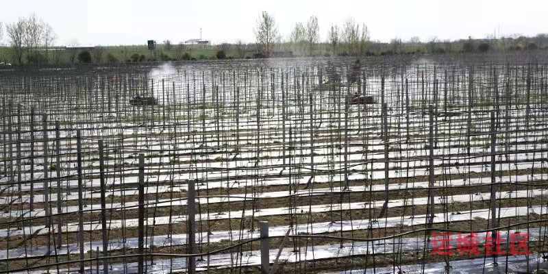 万荣乌停村果树实现矮密化、一体化、机械化和生态有机化
