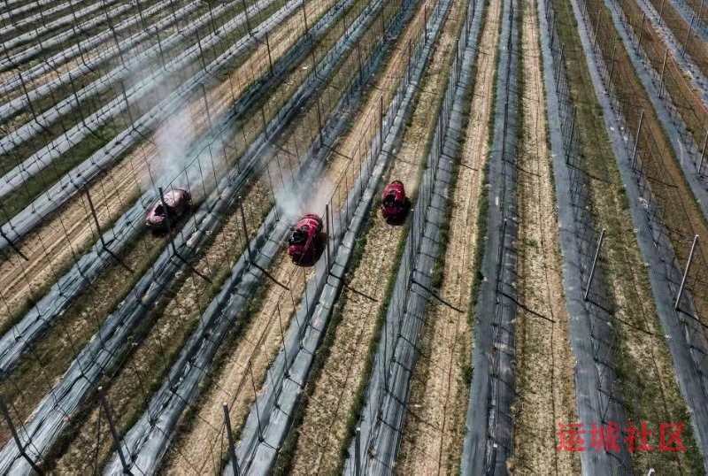 万荣乌停村果树实现矮密化、一体化、机械化和生态有机化