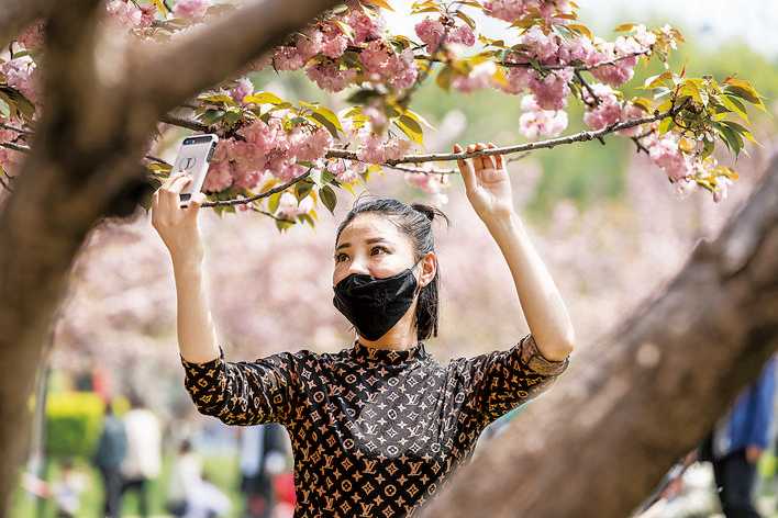 樱花烂漫美蒲坂