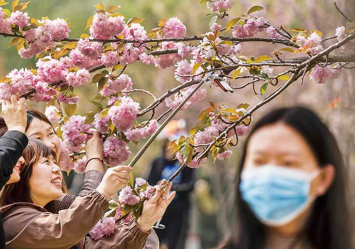 樱花烂漫美蒲坂