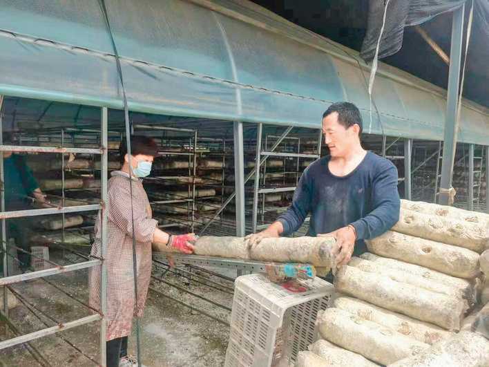 皇甫乡的香菇带动村民共享产业发展增值收益