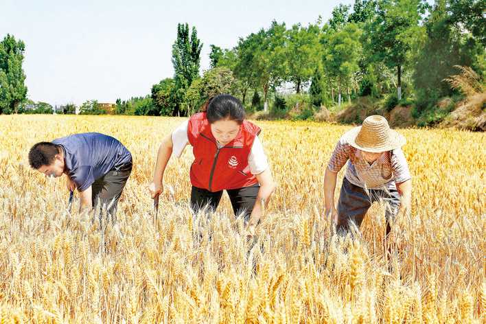 夏县赤峪村开镰收割小麦
