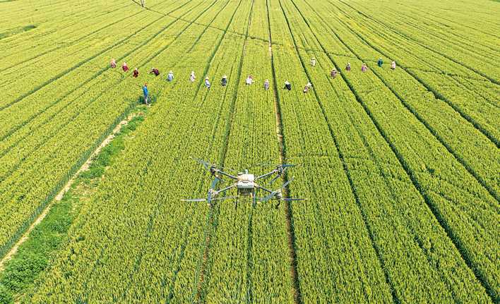 农业技术人员深入虞乡农场燕麦与小麦良种实验田