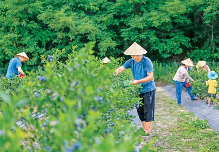 横岭关村李鹏飞家庭农场种植蓝莓、玉米、大葱、黄芩等500余亩