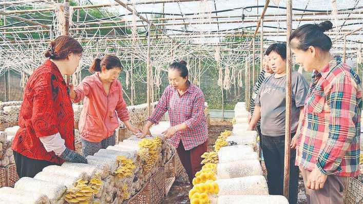 垣曲关庙村榆黄菇特色食用菌撑起了乡村振兴“致富”伞