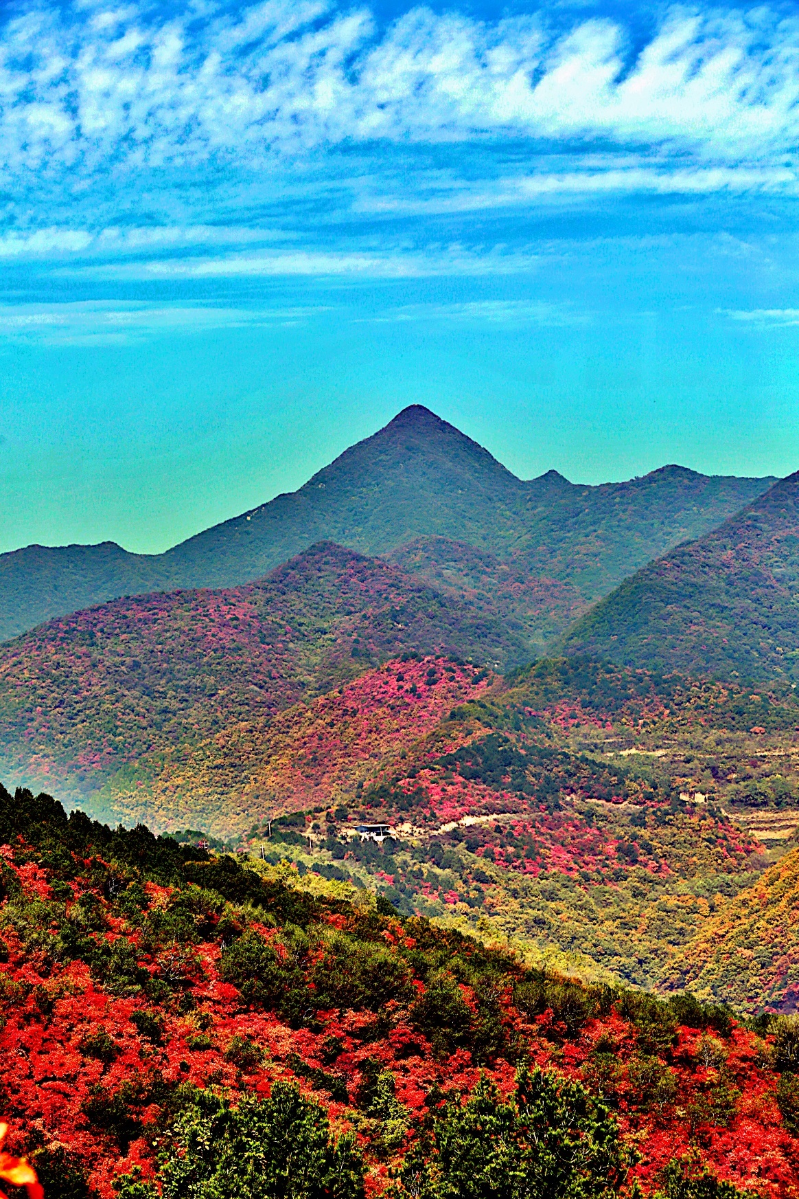 冯家凹村红叶似火 漫山层林尽染如画