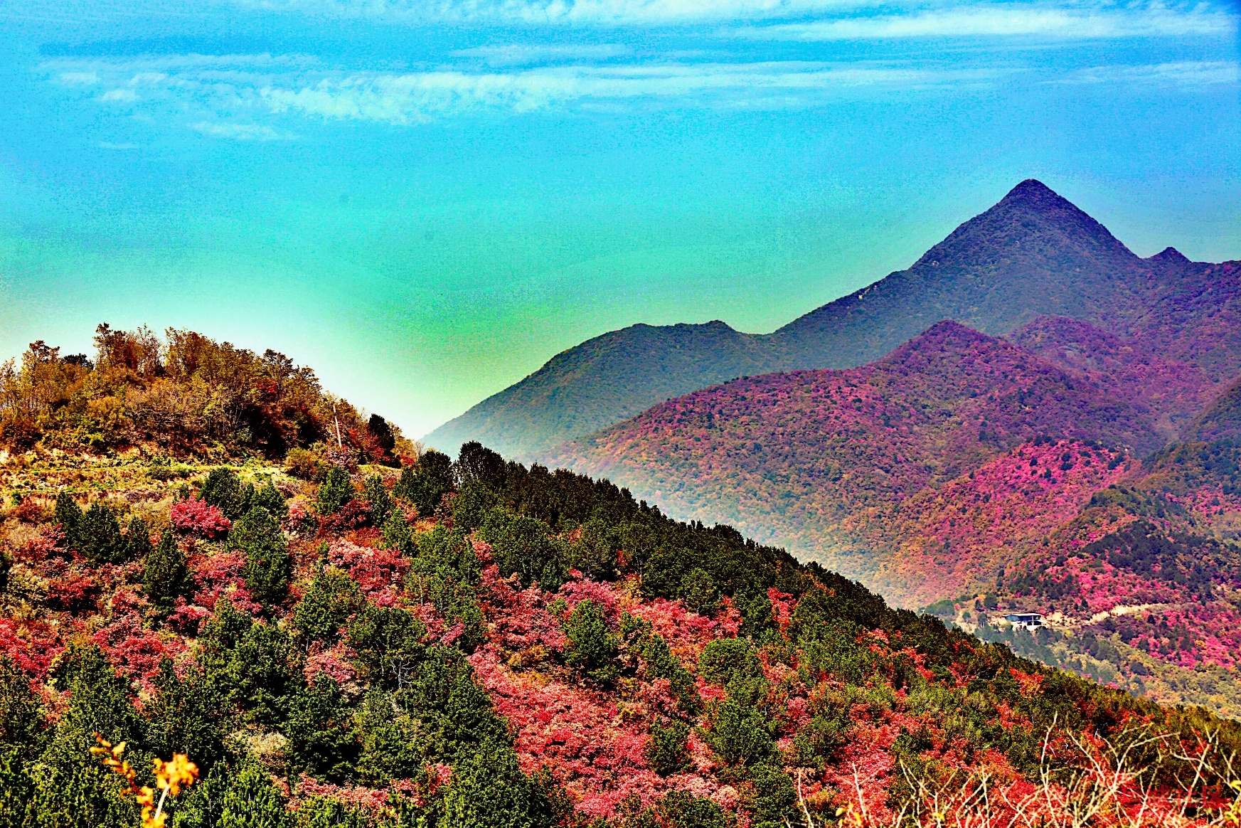 冯家凹村红叶似火 漫山层林尽染如画