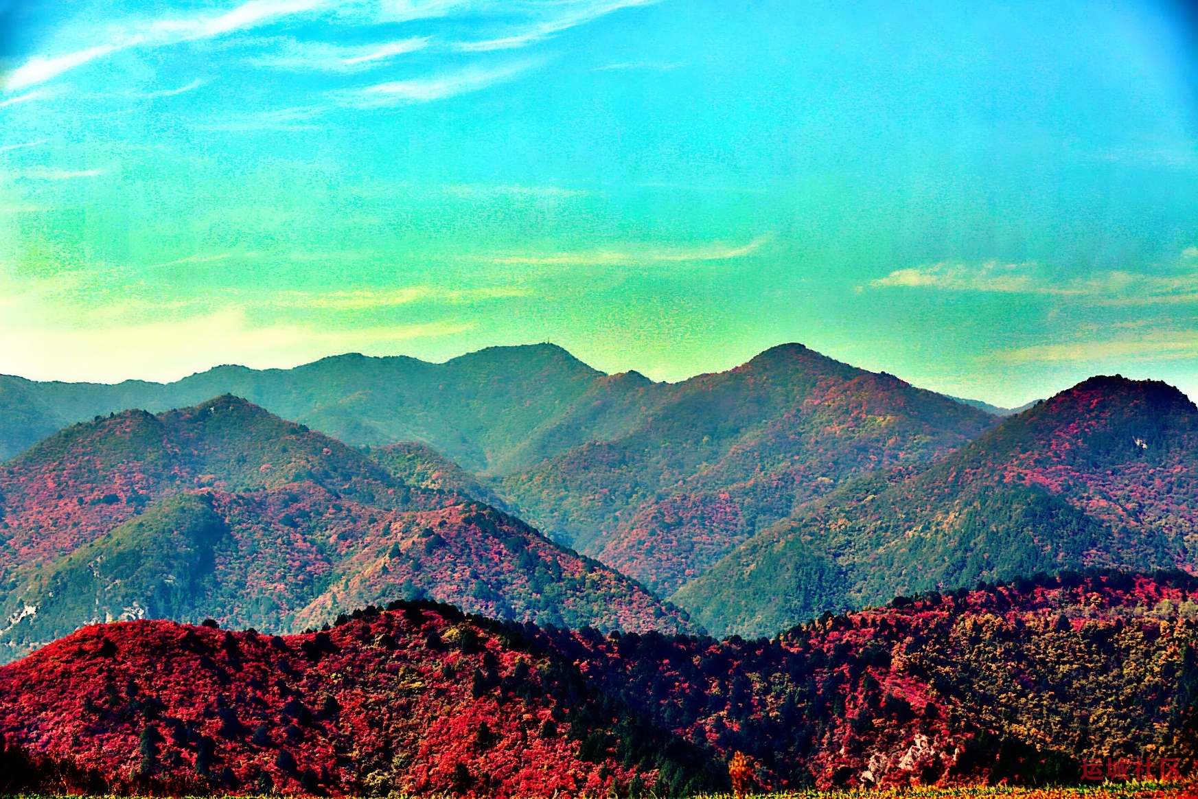 冯家凹村红叶似火 漫山层林尽染如画