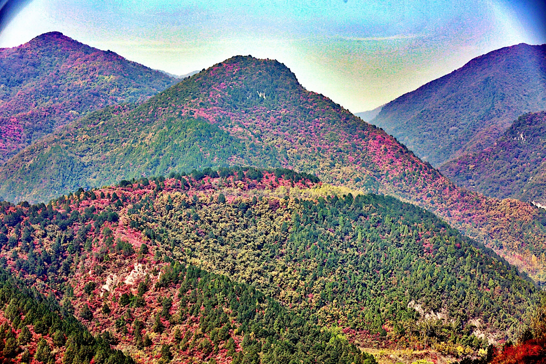 冯家凹村红叶似火 漫山层林尽染如画