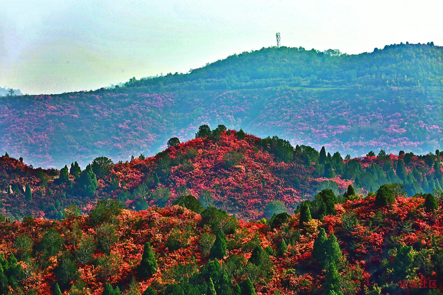 冯家凹村红叶似火 漫山层林尽染如画