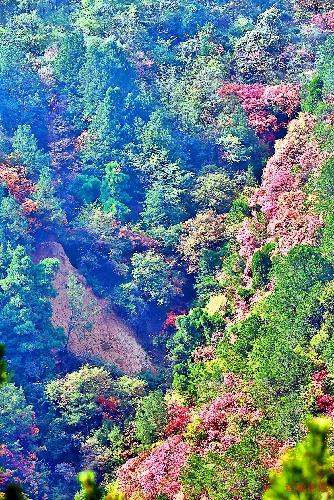 冯家凹村红叶似火 漫山层林尽染如画