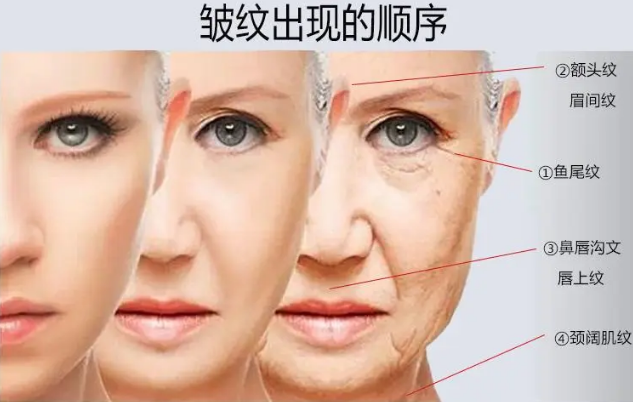 我们的肌肤再次恢复紧致饱满的状态