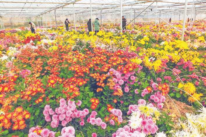 新绛光村菊花观赏园280多个品种的菊花花香四溢