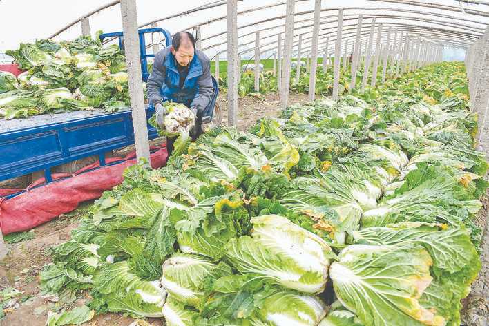 稷山县菜农在抢收白菜