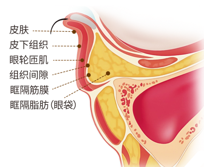 我们眼部发生结构性的变化部位较多