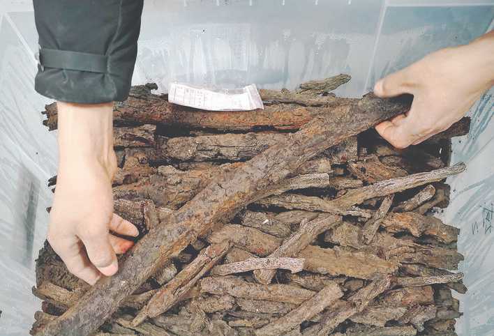 河南商丘宋国故城遗址 发现大面积千年桑树和柏树枝