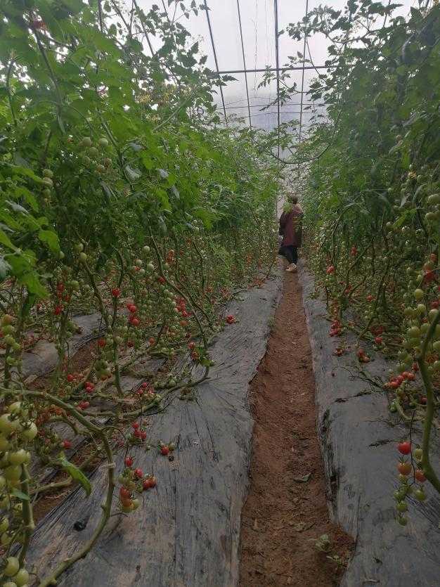 永济新意农业科技圣女果新品种釜山88开始采收上市