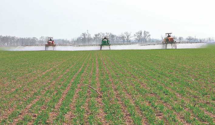 董村农场万余亩冬小麦除草、施肥