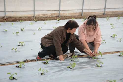 河津市1000余亩设施大棚种植已成为群众增收致富的“好帮手”