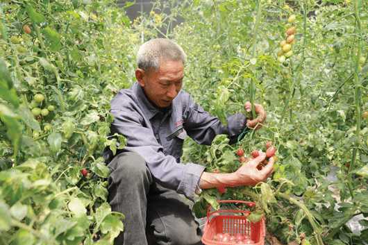 河津柴家镇设施蔬菜园区圣女果亩产达到一万斤左右