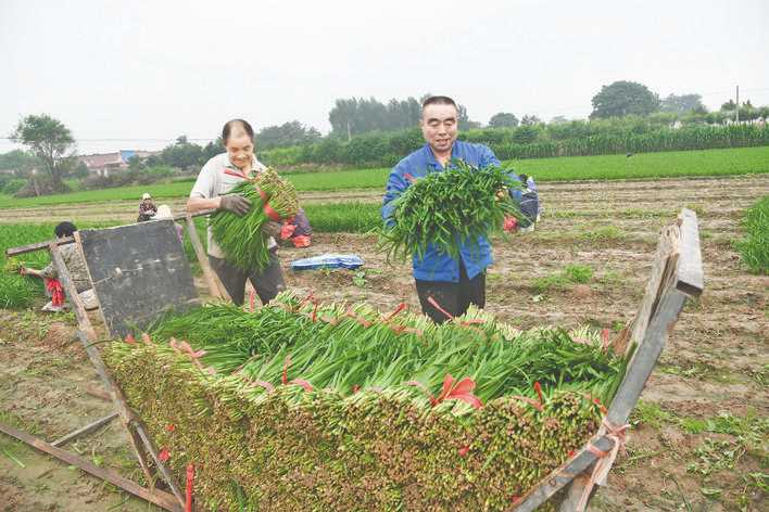 闻喜县东镇裴村形成多个以山药、芦笋、莲菜、韭菜为主的特色产业村
