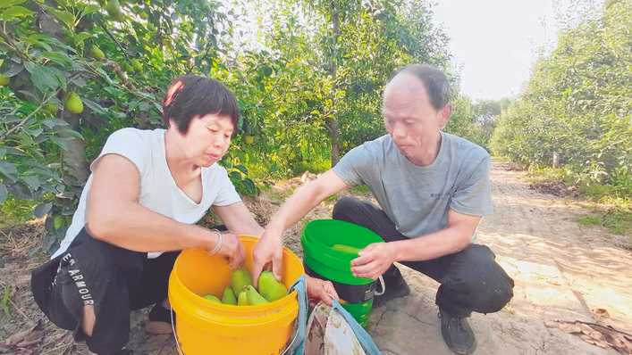 河津马家庄村巴梨头茬梨一斤能卖到两块多钱