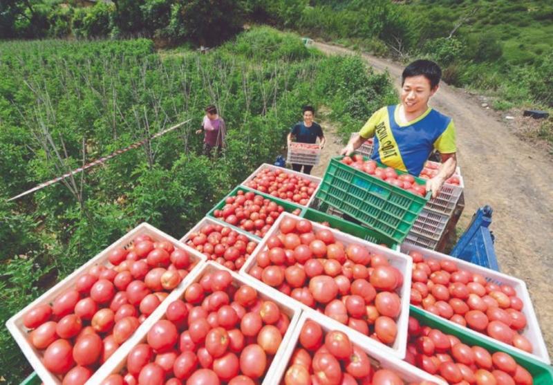 （永济）扶窑村将高山西红柿种植作为农民增收的一项支柱产业