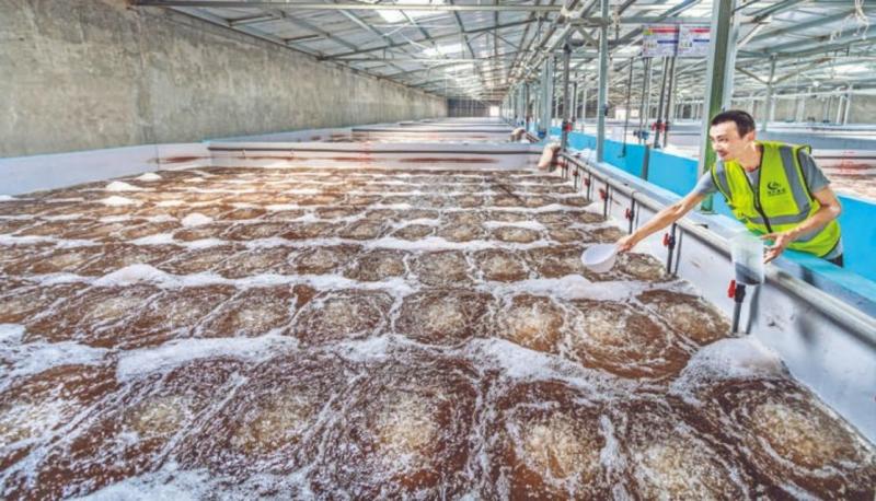 运城海晟源新能源数字化盐碱渔业养殖产业园年可出产对虾1.65万吨