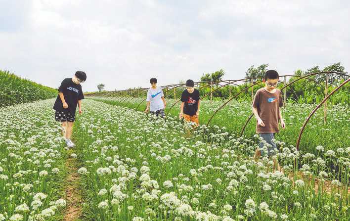 雪白的韭菜花盛开在夏县永兴庄村