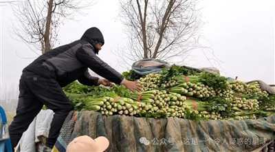 何妨呐 ：河南农民农产品（芹菜等）售卖情况考察报告