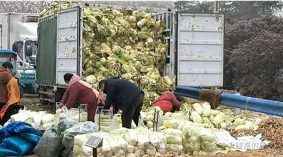 何妨呐 ：河南农民农产品（芹菜等）售卖情况考察报告