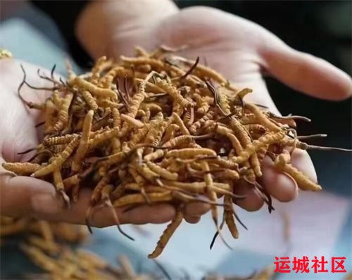 同仁堂7个方法来帮助你鉴别冬虫夏草的真假